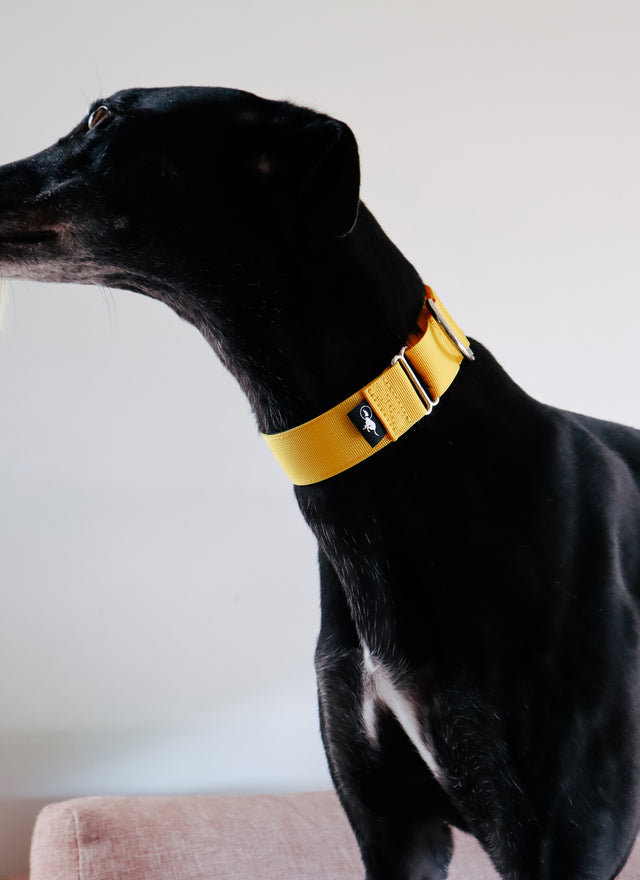 Adventure Martingale Collar - Yellow