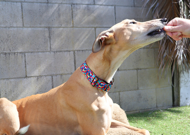Spacehive Martingale Dog Collar