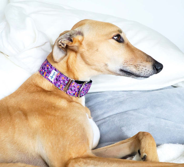Spooky Night Martingale Dog Collar