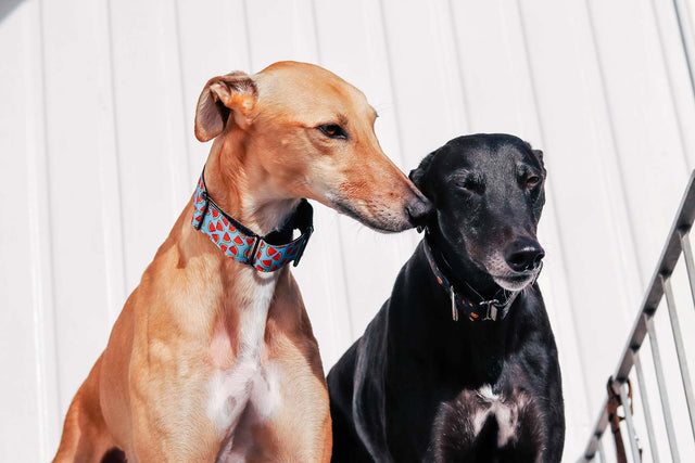 Watermelon Splash Martingale Dog Collar