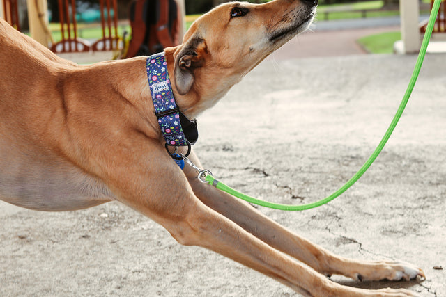 Wild Spring Martingale Dog Collar-Martingale Collar-Greyhound Collars-Woofo Empawrium New Zealand