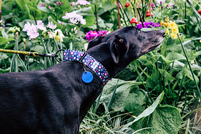 Wild Spring Martingale Dog Collar